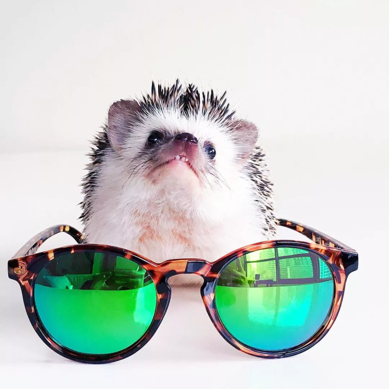 Ежик в очках