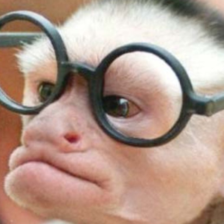 Очкастая обезьяна