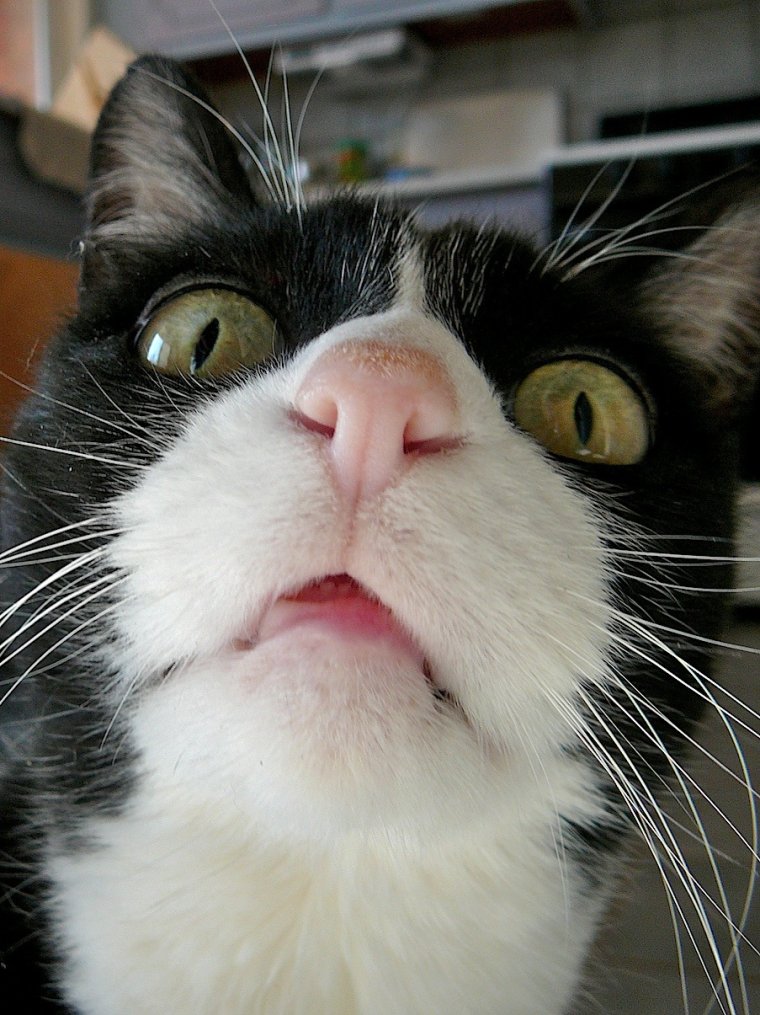 Смешные животные с подписями