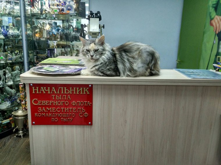 Тыл картинки прикольные