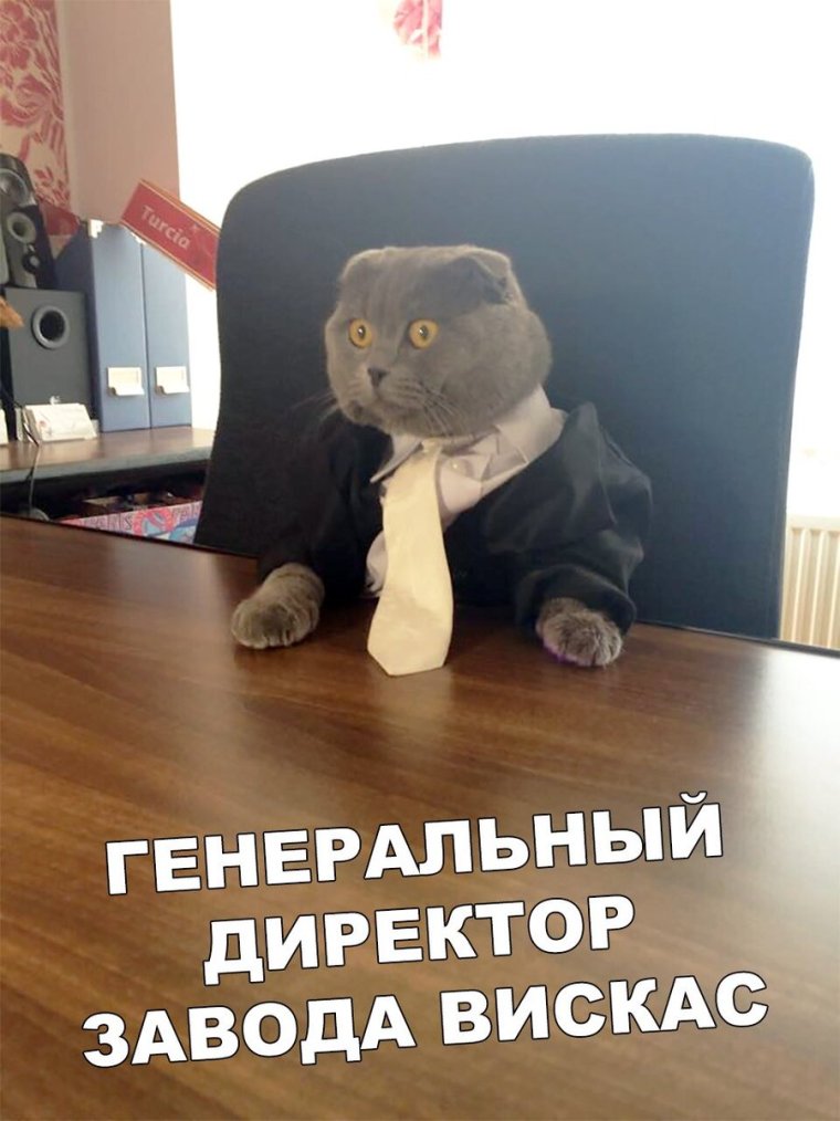 Котик судья