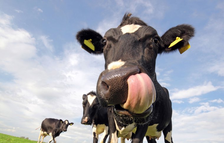 Смешной бык