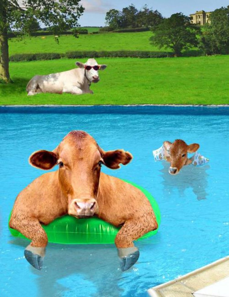 Смешные коровы