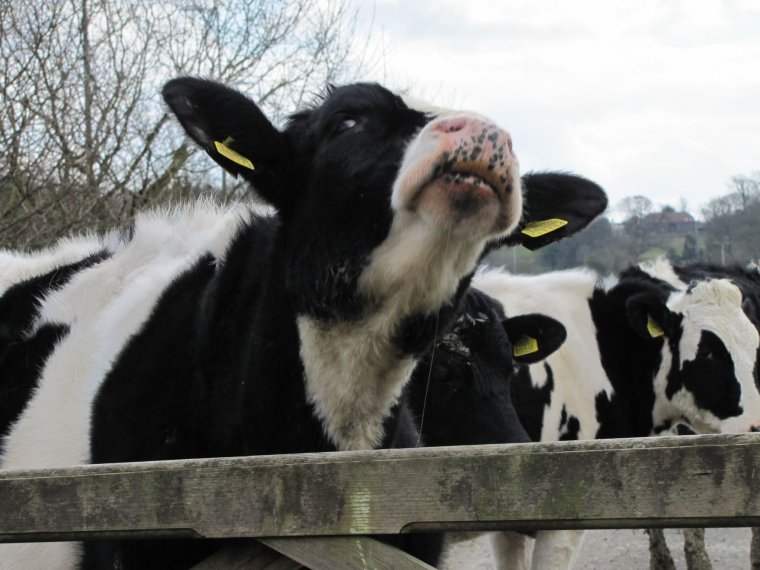 Смешные коровы