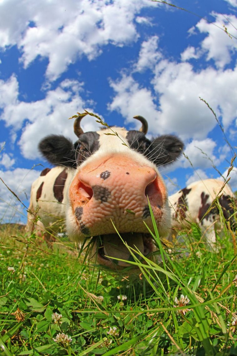 Красивая корова