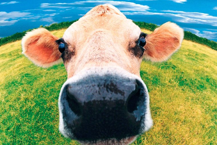 Корова улыбается