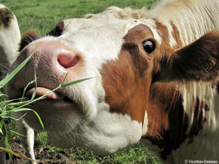 Смешные коровы