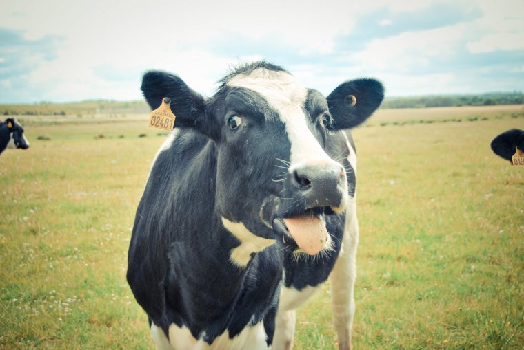 Довольная корова