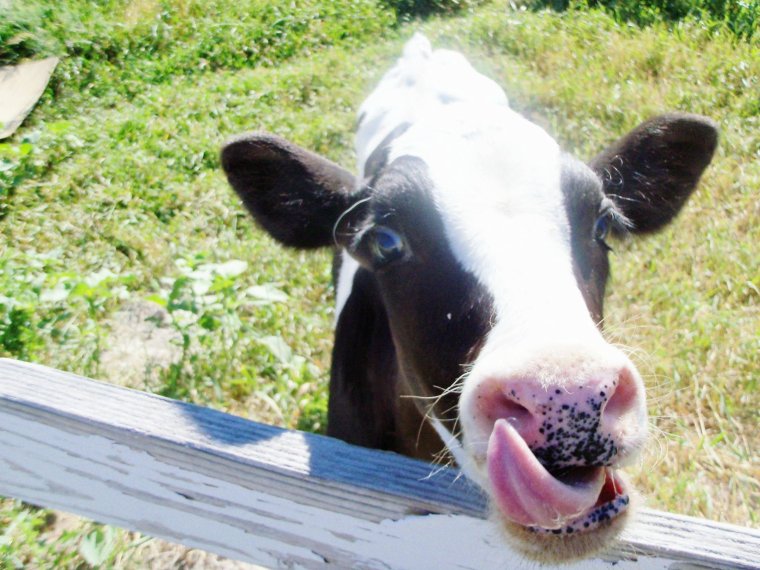 Позитивная корова