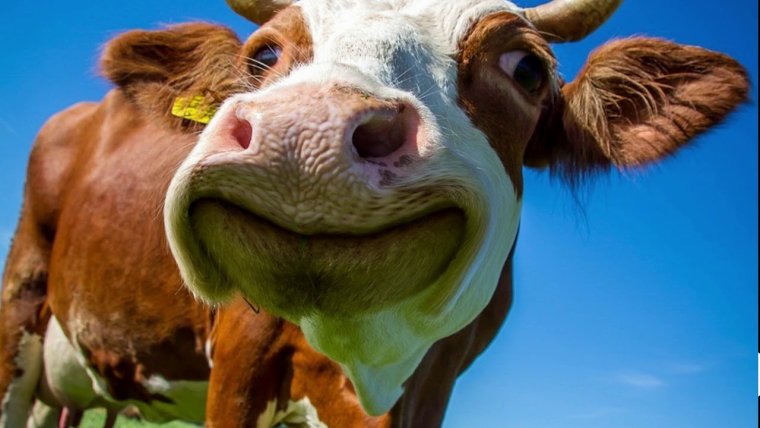 Улыбка коровы