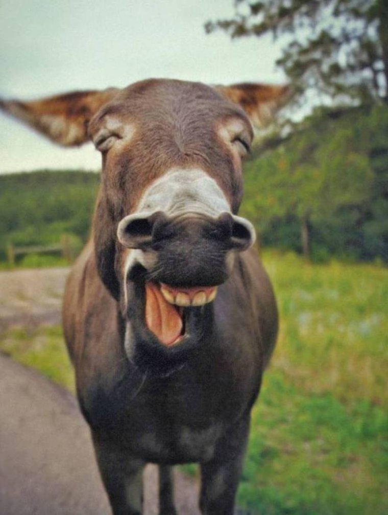 Корова смеется