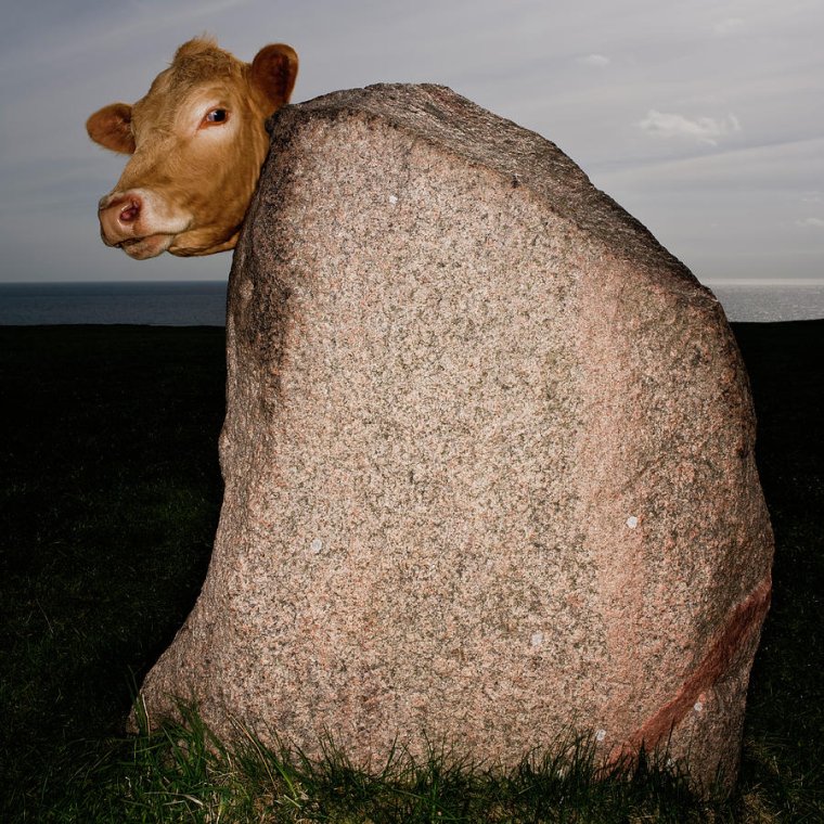 Самые смешные коровы