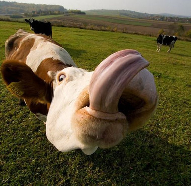 Прикольная корова