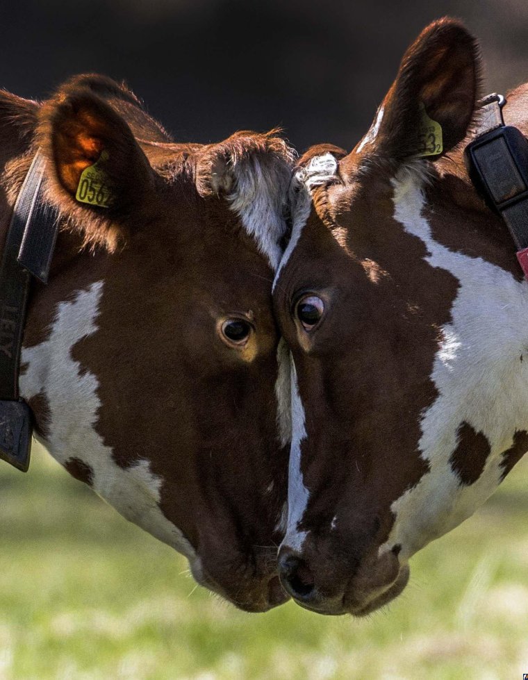 Необычная корова