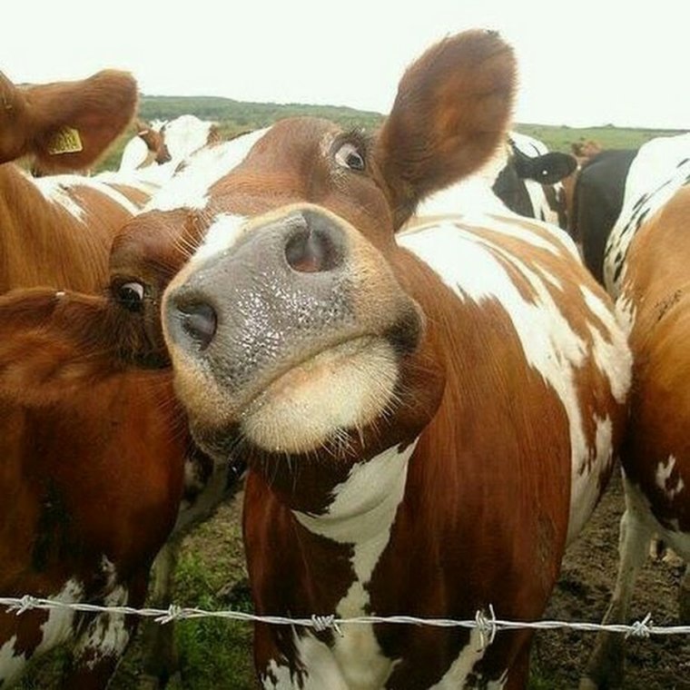 Смешные коровы