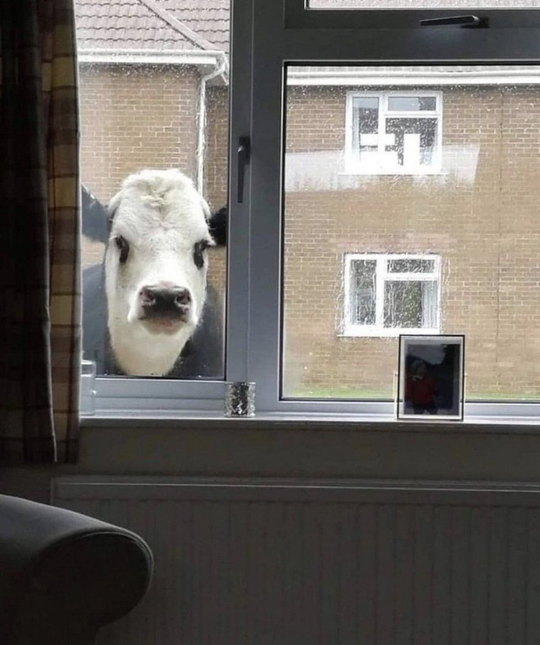 Заглядывает в окно