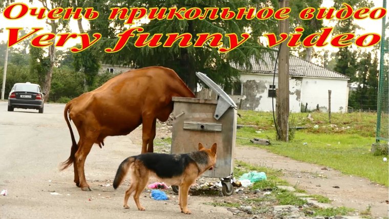 Корова прикол