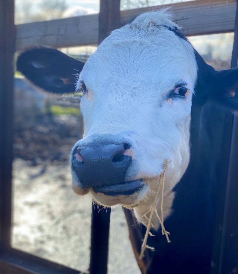 Смешные коровы