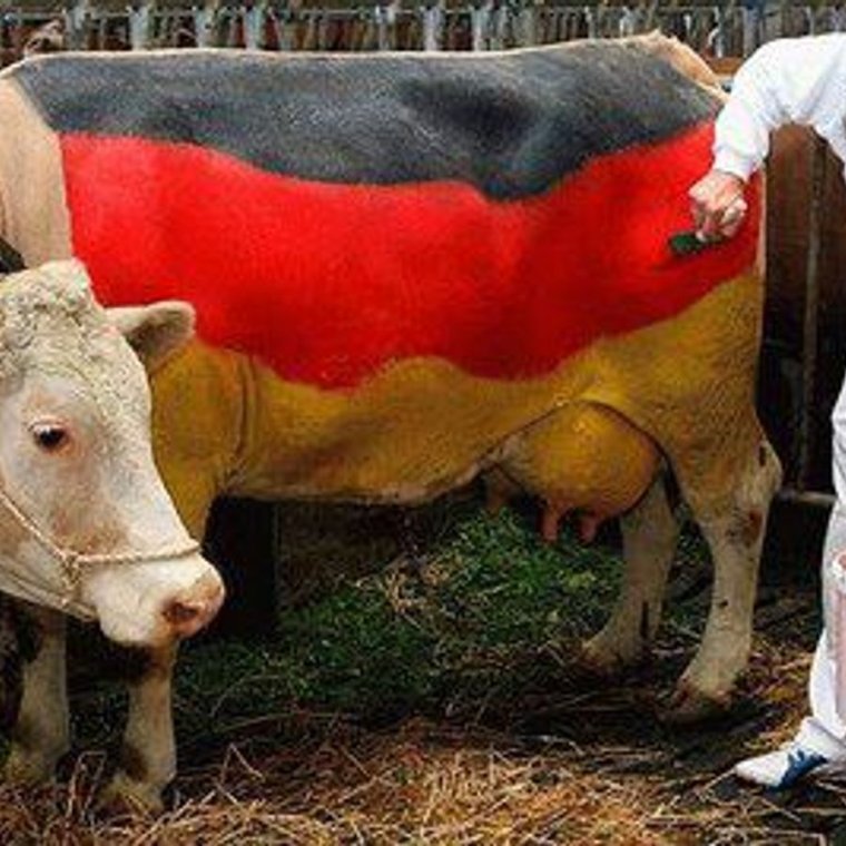 Коровы в Германии