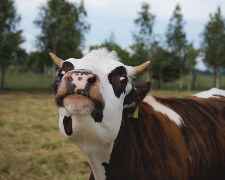 Толстая корова