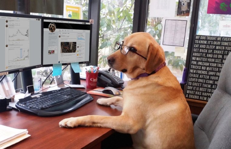 Собака в офисе
