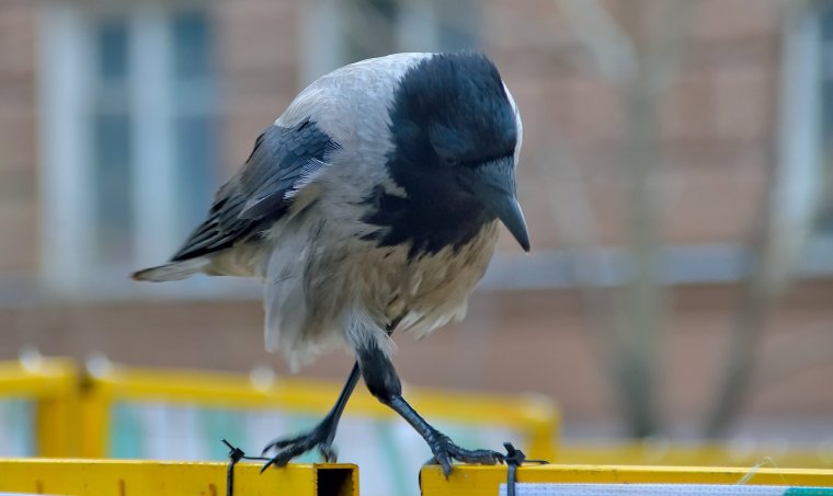 Веселая ворона