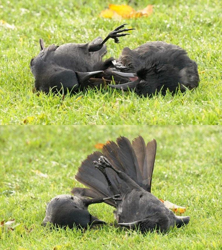 Ворон прикол