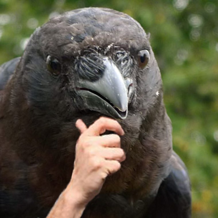 Ворона Клара мультфильм