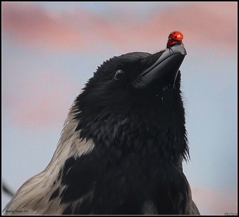 Смешной ворон