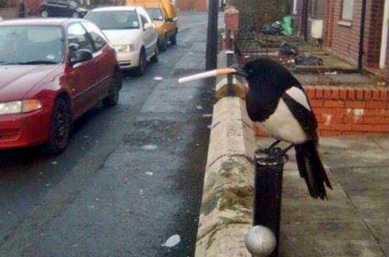 Животные играют в футбол