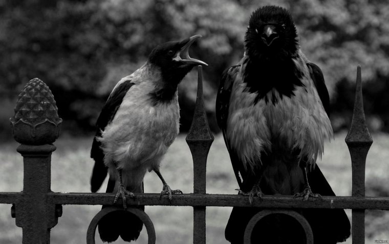 Ворон и Воронята