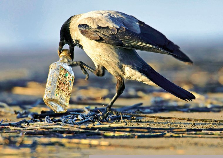 Уродливая ворона