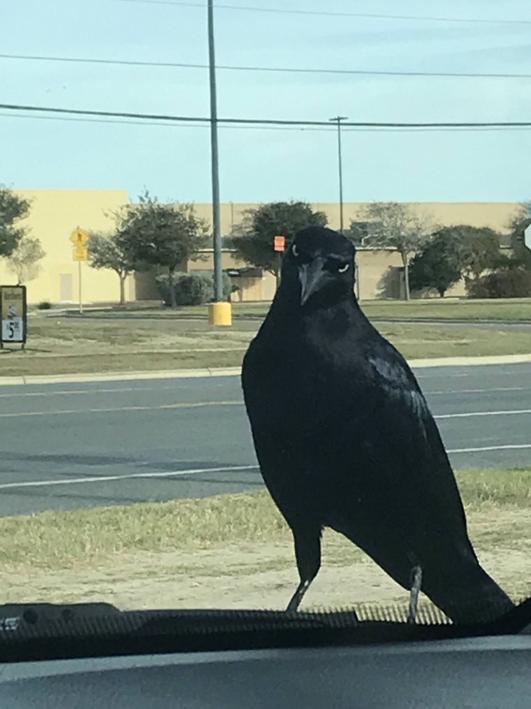 Смешные вороны