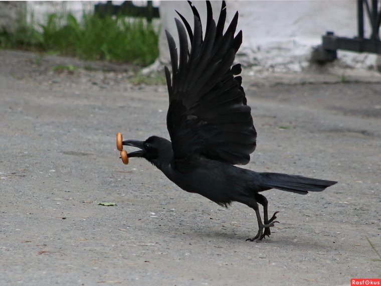 Смешные вороны