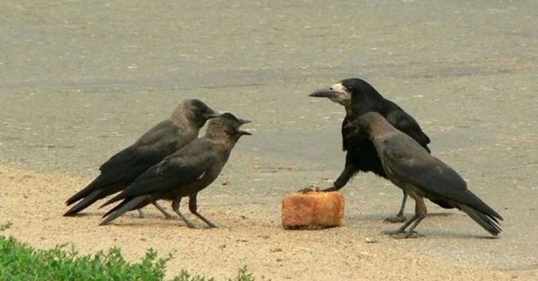 Смешные вороны