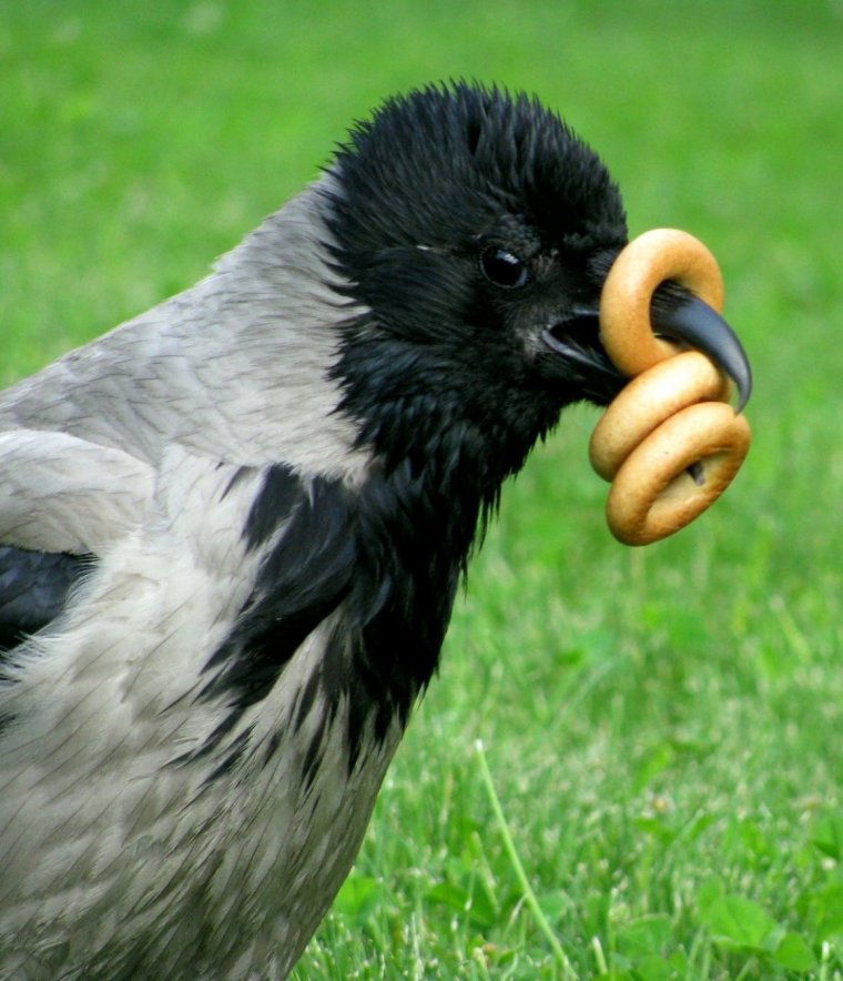 Смешная ворона