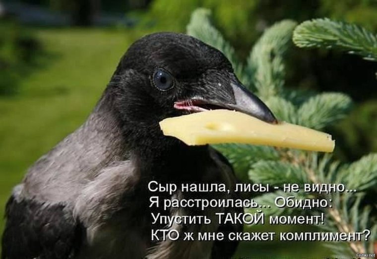 Ворон и кошка