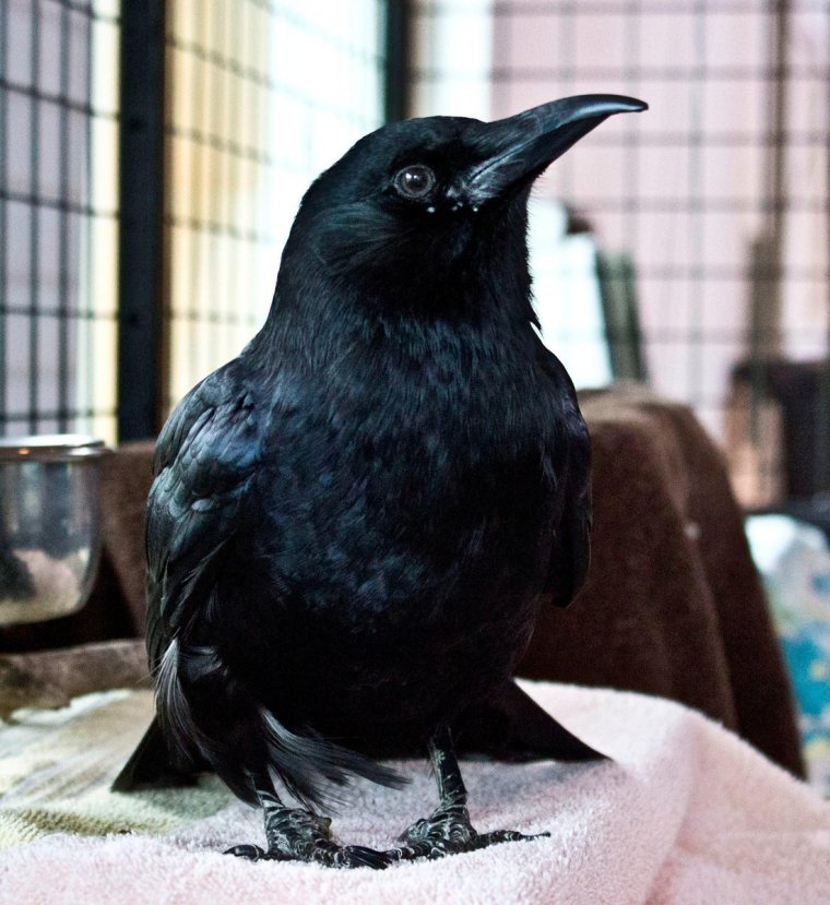 Ворона с сигаретой в клюве