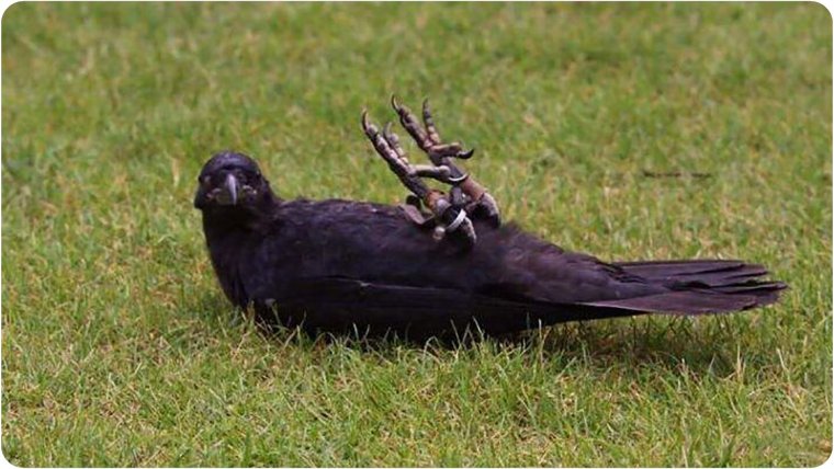 Грач смешной