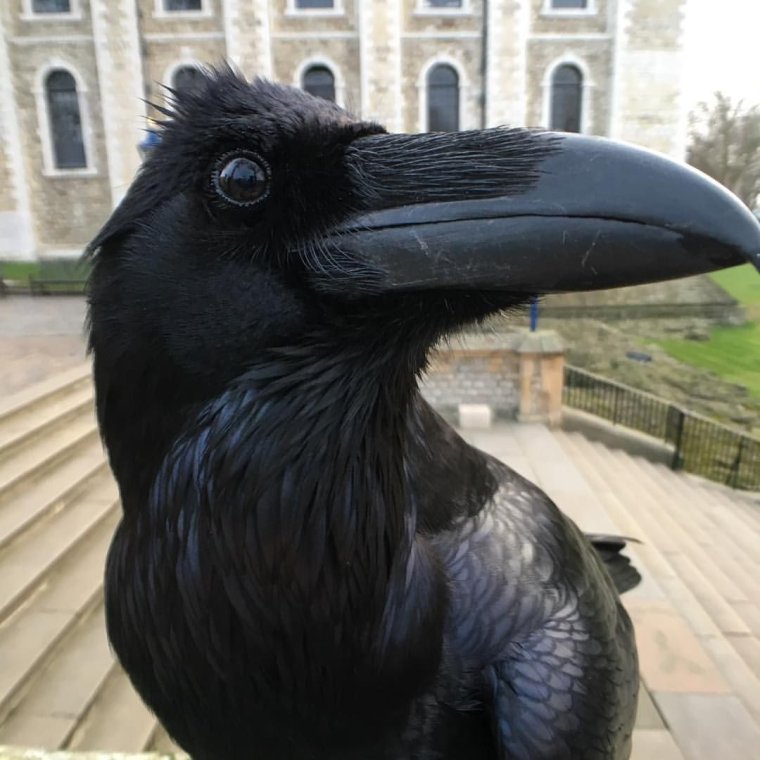 Смешной ворон