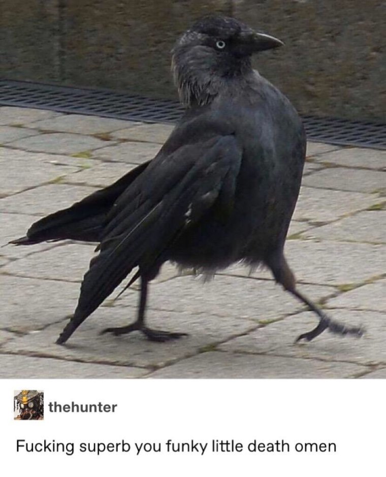 Смешная ворона