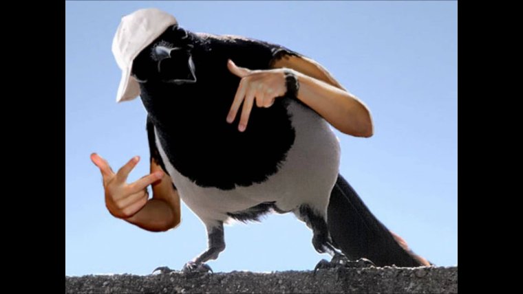 Вася ворон ВАЛАКАС