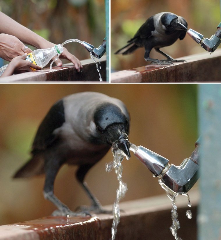 Боевой ворон