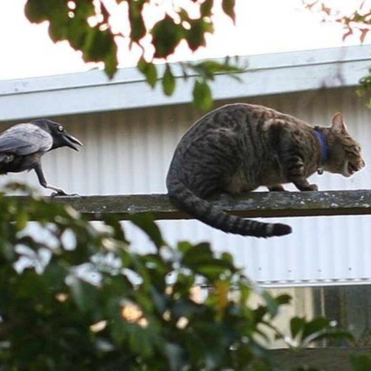 Сорока прикол