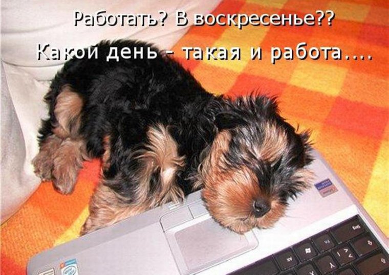 Работа в воскресенье приколы