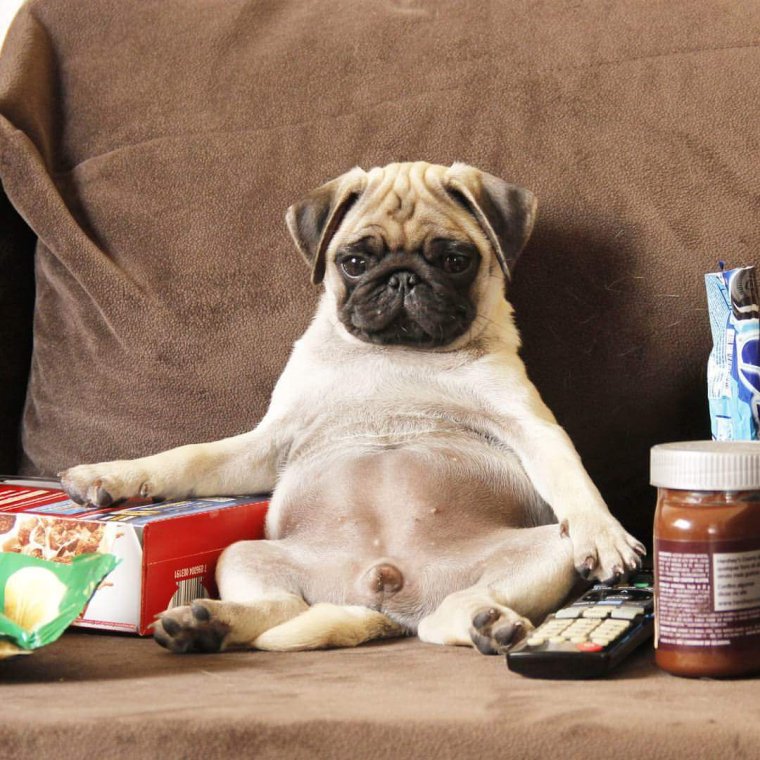 С добрым утром Мопс