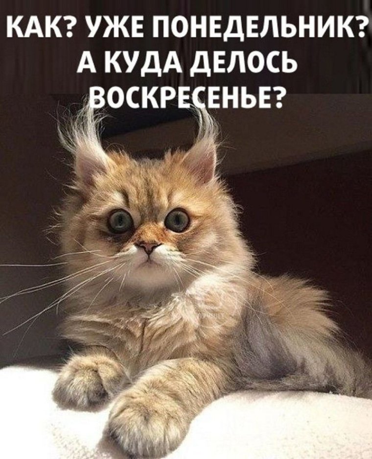 Котик понедельник