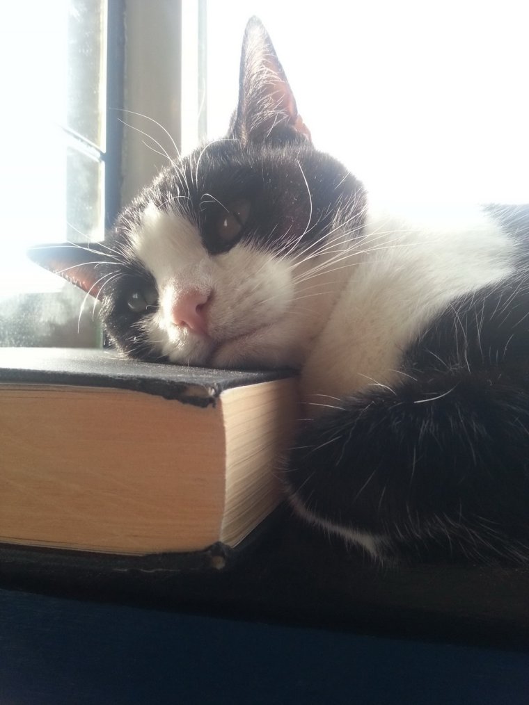 Жирный лабрадор