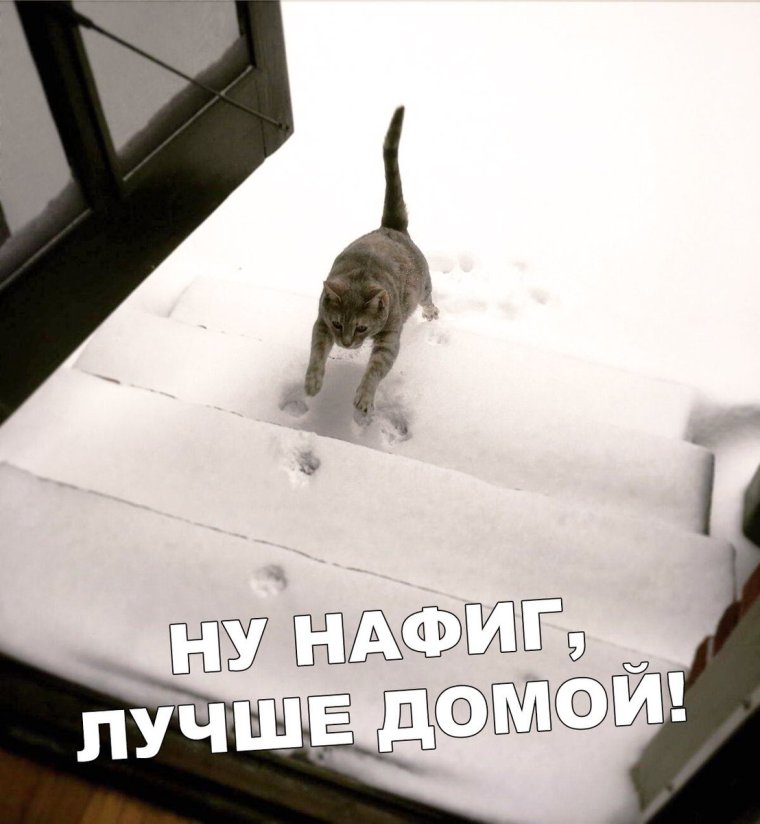 С Вербным воскресеньем смешные