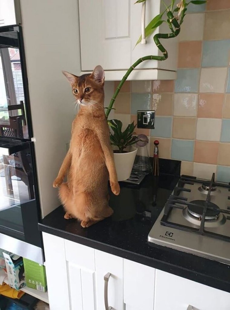 Завтра на работу прикольные котики